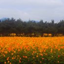 도배1번지 | [곡성] 요즘 SNS에 핫하다는 동화같이 꾸며진 동화정원