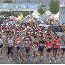 자양벚꽃100리길 이미지