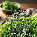 미나리 Daum카페