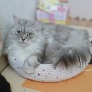 숨숨집 | 귀여운 고양이방석, 힘을내요집사 고양이숨숨집 후기