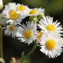 꽃 - 화해 이미지