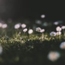 당신은참예쁜꽃 이미지