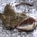 아귀자리 이미지