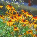 창성농장 이미지