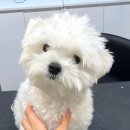 슈앤트리 이미지