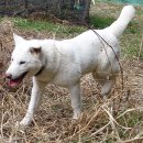 즐거운 애견 이미지