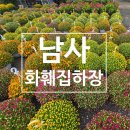 튤립세탁소 | 가을 국화향 가득! 경기 남사화훼 집하장에서 즐기는 꽃구경과 쇼핑
