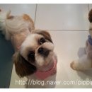 삐삐 펫살롱 이미지