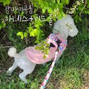 리드온 | 푸메(PUME) 강아지 하네스 리드줄 세트 사용후기