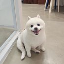 예쁘개 | 동탄애견미용애견샵 1:1 프라이빗하게 다녀온 오늘도예쁘개 후기