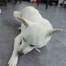 백구공인중개사사무소 네이버블로그
