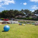 솔푸른향기애견 이미지