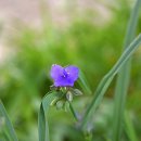 용문산의 매력, 조망 – 용문산(가섭봉,장군봉,함왕봉,백운봉) 이미지