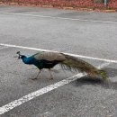 글렌로스골프클럽 | [플레이] 글렌로스 골프장 후기｜12월, 공작새와 고라니가 함께한 라운딩