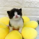 오독안심분양센터 강아지분양 고양이분양 목동점 이미지