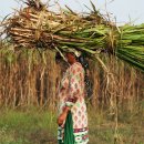인도, 설탕 수출 금지할 수도 있다 - 로이터 통신 이미지