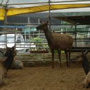 용두 농장 이미지