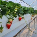 박은숙농장 이미지