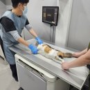 한수24시동물병원 이미지