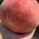 대왕농장2 이미지