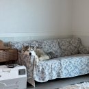 도그프리덤 이미지