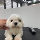 또리네 멍멍이 미용실 이미지