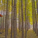 도리정원 이미지