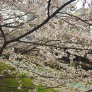 허밍웨이길 | 서울 벚꽃 명소 반포종합운동당-반포천 걷기 허밍웨이길 실시간 개화 상태