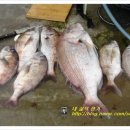 송악 낚시터 이미지