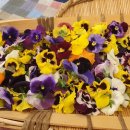 힐링꽃차 이미지