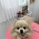 반짝일개 이미지