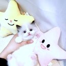 광명 요미독앤캣 강아지분양 고양이분양 | 남양주고양이분양 어디서 해야 후회 안 할까? 요미독앤캣 꿀팁!