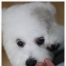 펫살롱귀요미