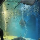 경포의하루 이미지