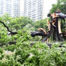 느티나무 이미지