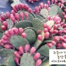 선화농장 이미지