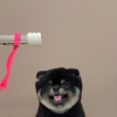 뚜뚜멍멍 이미지