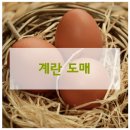 청솔계란