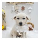 아꼽개 이미지