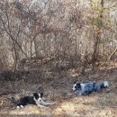 가야골수라간 이미지