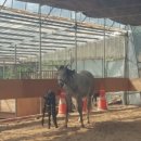 대암목장 이미지