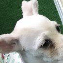 독스앤휴먼 이미지