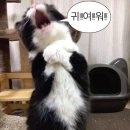 '액막이 붉은 말'🐴❤️‍🔥 귀여운 니가 몰 지키는데 ㅠ;