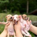 도그의 품격 이미지