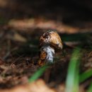 송이버섯 Tricholoma matsutake 식용 이미지