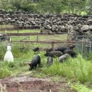 제주 와일드 이미지