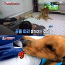 동물농장 이미지