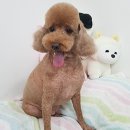 모찌애견샵 이미지