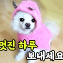 표나개 반려애견 미용실 이미지