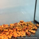 영천장날 | 옹기종기 땅콩빵 영천점 솔직후기 | 겨울 만능 간식 🥜 (영천시장 맛집)